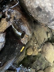 Limnonectes fujianensis