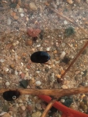 Agabinae