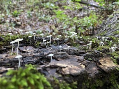 Tetrapyrgos nigripes