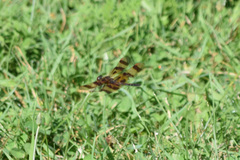 Celithemis eponina