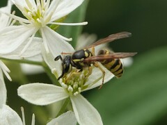 Vespula flavopilosa