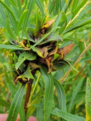 Rabdophaga rosaria