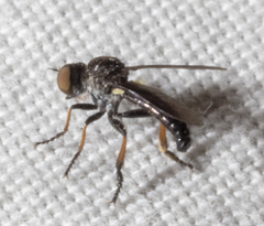 Hadrokolos texanus