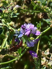 Medicago sativa