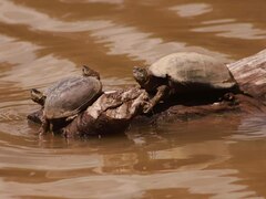 Kinosternon integrum