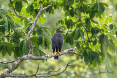 Buteogallus anthracinus