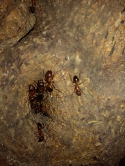 Camponotus nylanderi