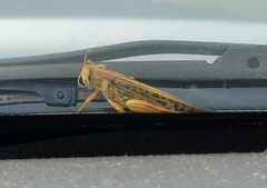 Schistocerca americana