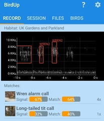 Troglodytes troglodytes