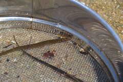 Nerophis lumbriciformis