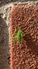 Leptophyes punctatissima