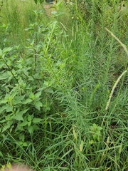 Asclepias verticillata