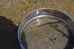 Nerophis lumbriciformis