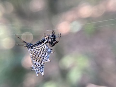 Micrathena gracilis