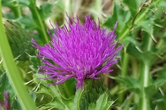 Cirsium acaule