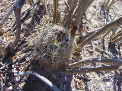 Coryphantha echinoidea