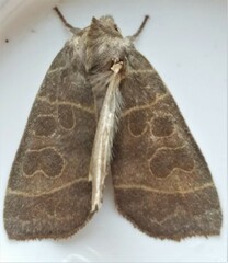 Ipimorpha pleonectusa