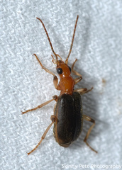 Brachinus adustipennis