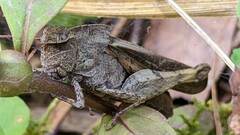 Oedipodinae