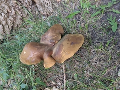 Boletinellus merulioides