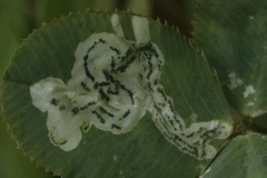 Liriomyza fricki