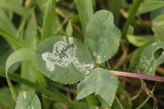 Liriomyza fricki