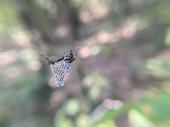 Micrathena gracilis