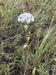 Seseli annuum
