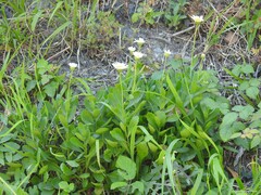 Leucanthemum vulgare