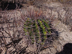 Echinocactus platyacanthus