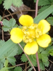 Potentilla reptans