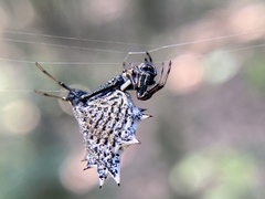 Micrathena gracilis