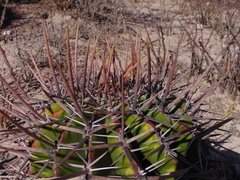 Echinocactus platyacanthus