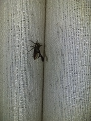 Heteronotus trinodosus