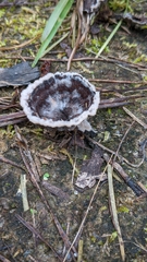 Thelephora terrestris