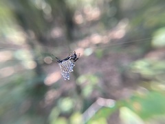 Micrathena gracilis