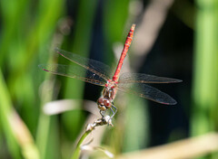 Sympetrum vulgatum