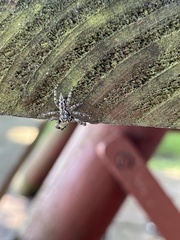 Platycryptus undatus