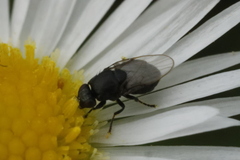 Milichiidae