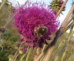Bombus veteranus