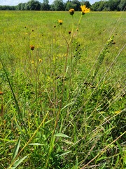 Helianthus pauciflorus