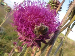 Bombus veteranus