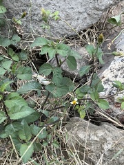 Bidens pilosa