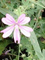 Malva sylvestris
