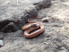 Storeria occipitomaculata