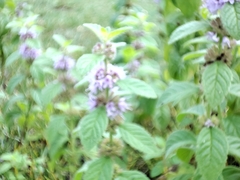 Mentha arvensis