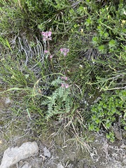Pedicularis ornithorhynchos