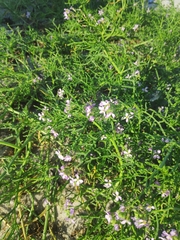 Cakile maritima