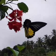 Troides minos