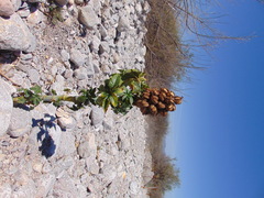Ricinus communis